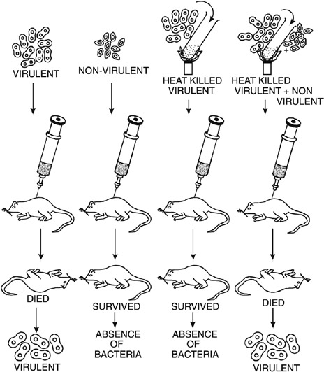 Biology-Set-4-Q-58-sol