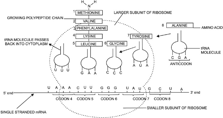 Biology-Set-4-Q-60-sol