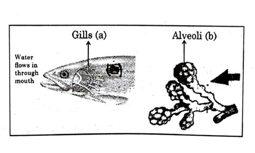 Question 37